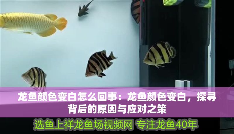 龍魚顏色變白怎么回事：龍魚顏色變白，探尋背后的原因與應對之策