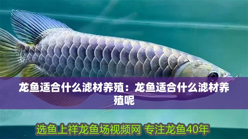 龍魚適合什么濾材養殖：龍魚適合什么濾材養殖呢