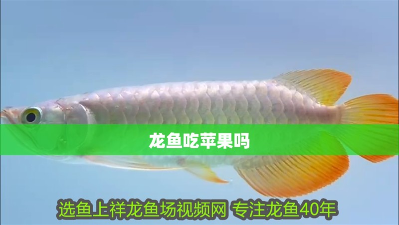龍魚吃蘋果嗎 龍魚百科 第2張 龍魚吃蘋果嗎 龍魚吃蘋果嗎 龍魚百科 第2張