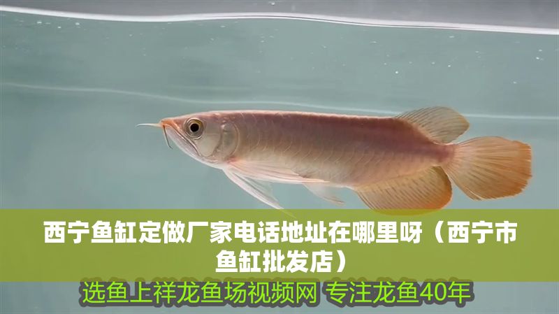 西寧魚缸定做廠家電話地址在哪里呀（西寧市魚缸批發(fā)店）