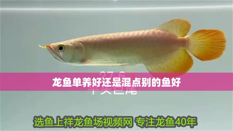 龍魚單養好還是混點別的魚好