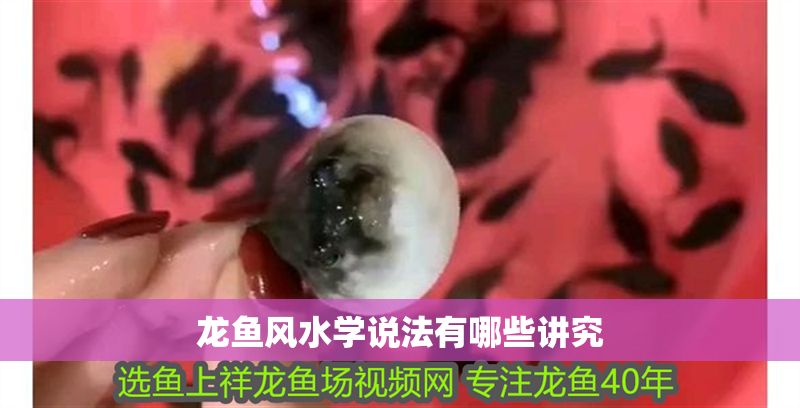 龍魚風水學說法有哪些講究