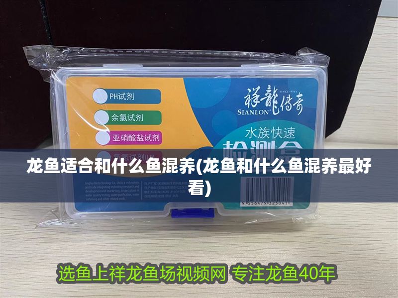 龍魚適合和什么魚混養(yǎng)(龍魚和什么魚混養(yǎng)最好看)
