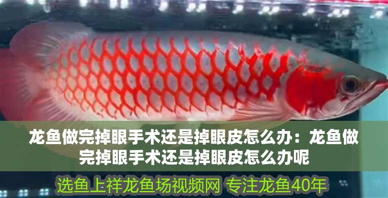 龍魚做完掉眼手術還是掉眼皮怎么辦：龍魚做完掉眼手術還是掉眼皮怎么辦呢