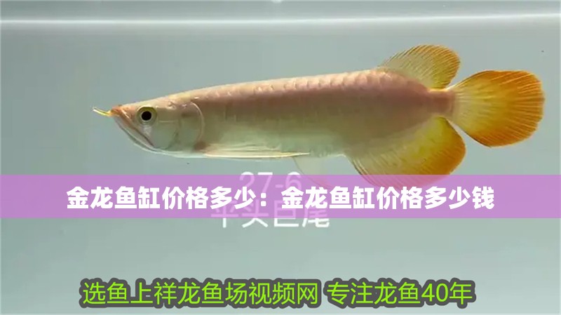 金龍魚缸價(jià)格多少：金龍魚缸價(jià)格多少錢