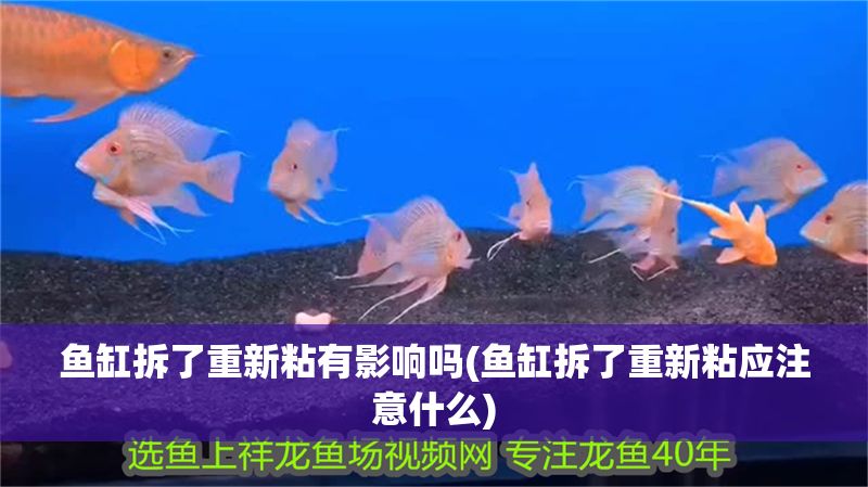 魚缸拆了重新粘有影響嗎(魚缸拆了重新粘應注意什么)