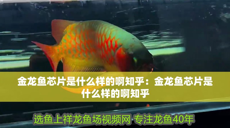 金龍魚芯片是什么樣的啊知乎：金龍魚芯片是什么樣的啊知乎 金龍魚芯片是什么樣的啊知乎：金龍魚芯片是什么樣的啊知乎 水族問答