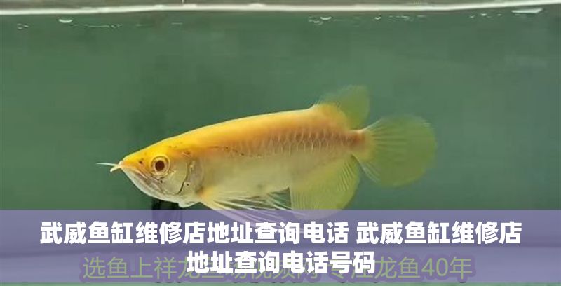 <strong><mark>武威</mark></strong>魚缸維修店地址查詢電話 <strong><mark>武威</mark></strong>魚缸維修店地址查詢電話號碼