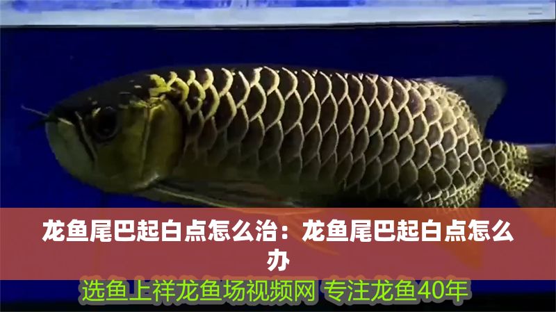 龍魚尾巴起白點怎么治：龍魚尾巴起白點怎么辦
