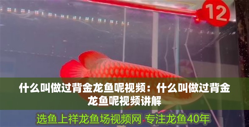 什么叫做過背金龍魚呢視頻：什么叫做過背金龍魚呢視頻講解 什么叫做過背金龍魚呢視頻：什么叫做過背金龍魚呢視頻講解 水族問答