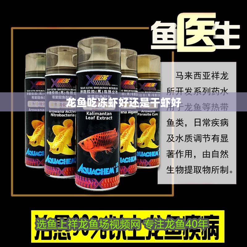 龍魚吃凍蝦好還是干蝦好