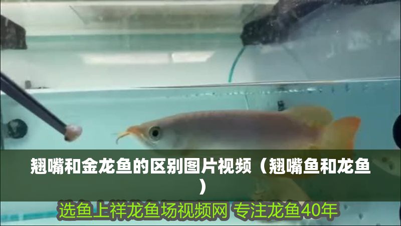 翹嘴和金龍魚的區別圖片視頻（翹嘴魚和龍魚）