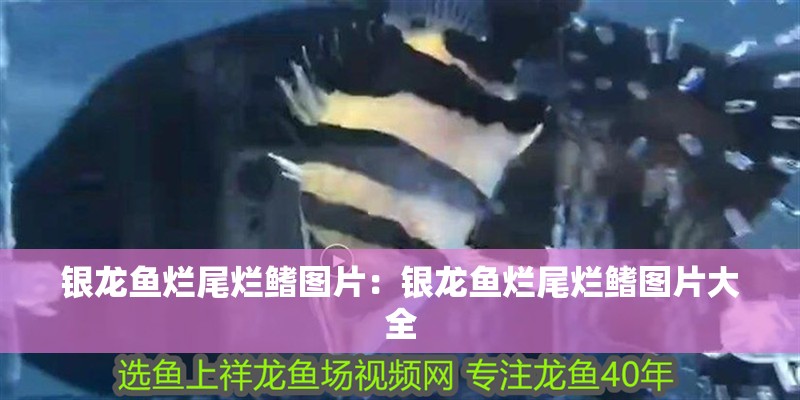 銀龍魚爛尾爛鰭圖片：銀龍魚爛尾爛鰭圖片大全