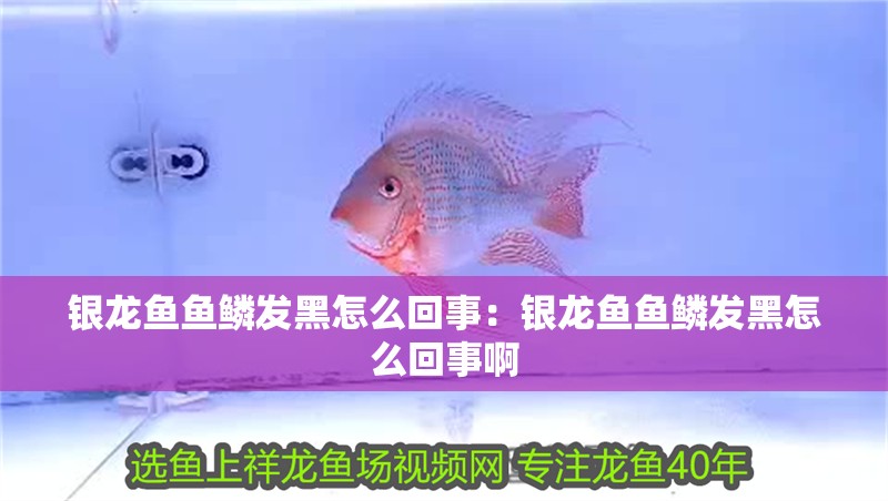 銀龍魚魚鱗發黑怎么回事：銀龍魚魚鱗發黑怎么回事啊