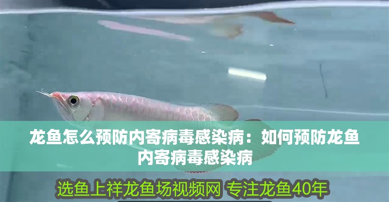 龍魚怎么預防內寄病毒感染病：如何預防龍魚內寄病毒感染病