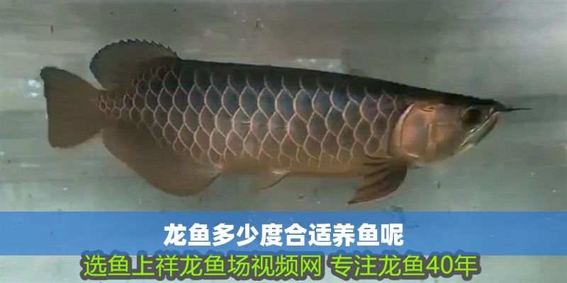 龍魚多少度合適養魚呢