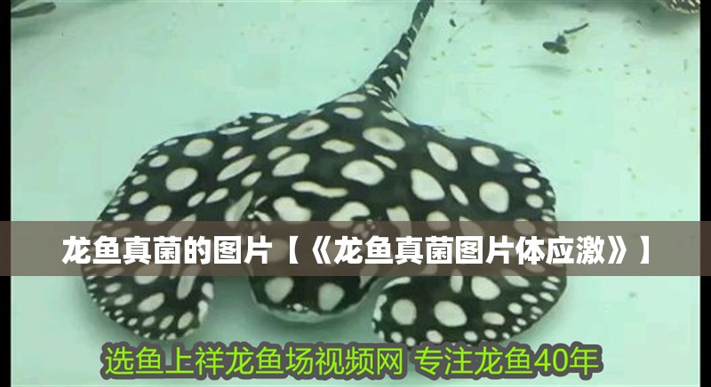 龍魚真菌的圖片【《龍魚真菌圖片體應激》】