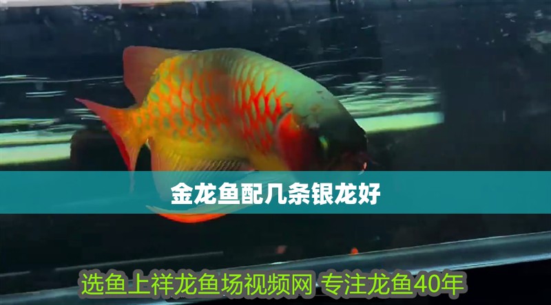 金龍魚配幾條銀龍好