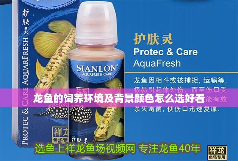 龍魚的飼養環境及背景顏色怎么選好看