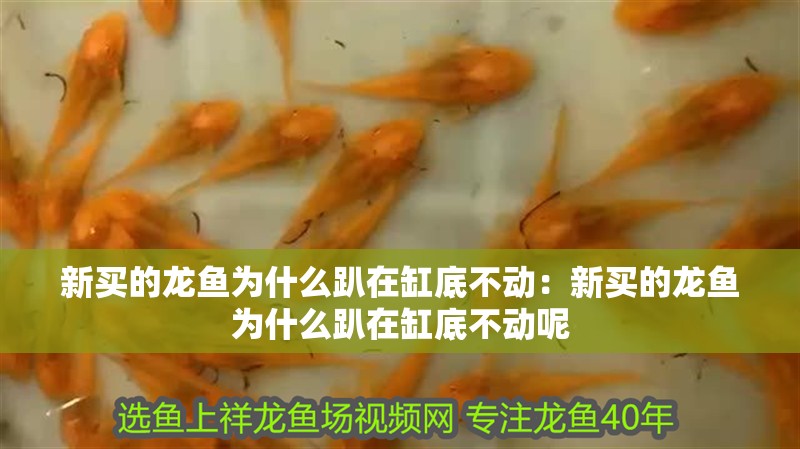 新買的龍魚為什么趴在缸底不動：新買的龍魚為什么趴在缸底不動呢