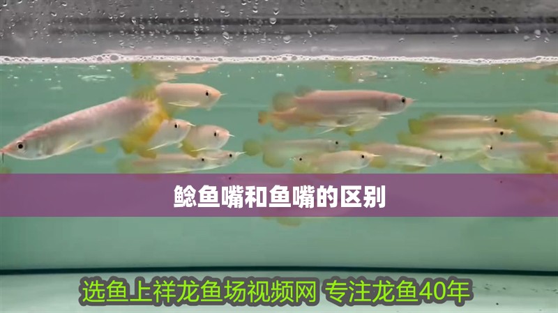 鯰魚嘴和魚嘴的區別