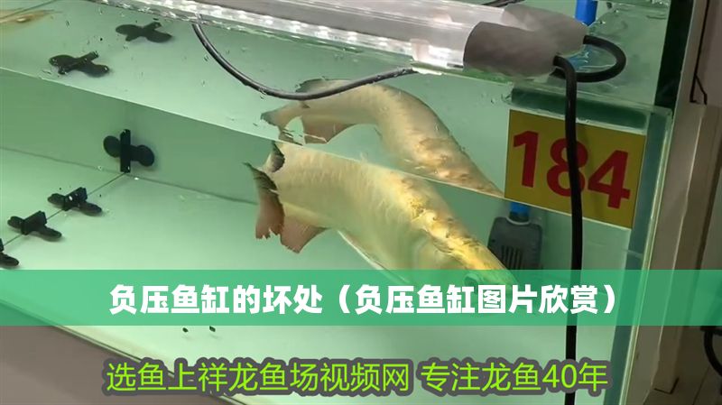 負壓魚缸的壞處（負壓魚缸圖片欣賞） 負壓魚缸的壞處（負壓魚缸圖片欣賞） 龍魚百科 第1張