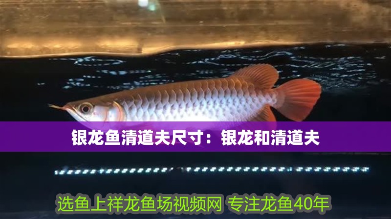 銀龍魚清道夫尺寸：銀龍和清道夫