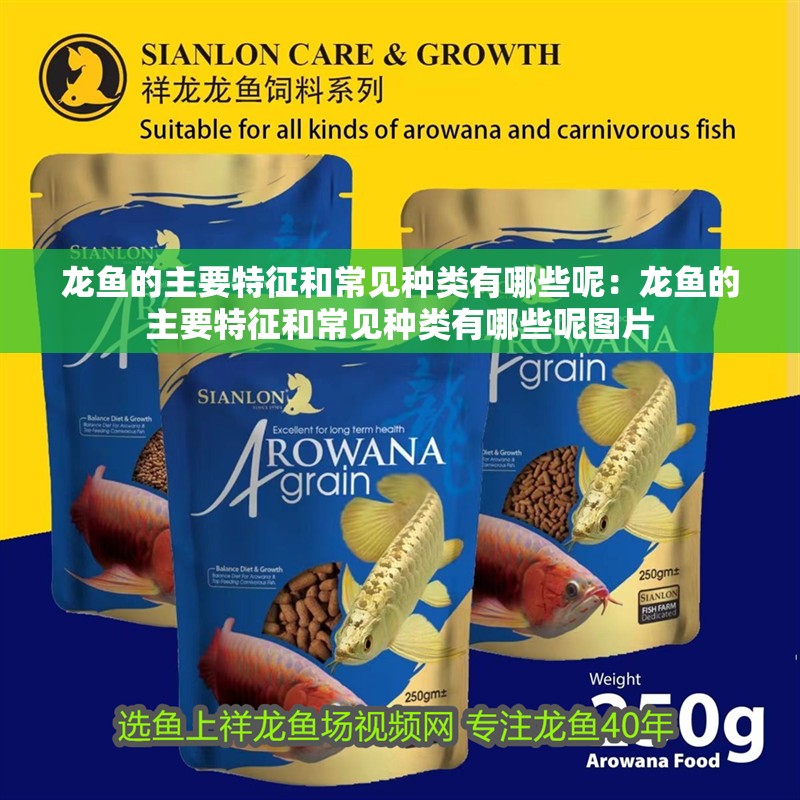龍魚的主要特征和常見種類有哪些呢：龍魚的主要特征和常見種類有哪些呢圖片