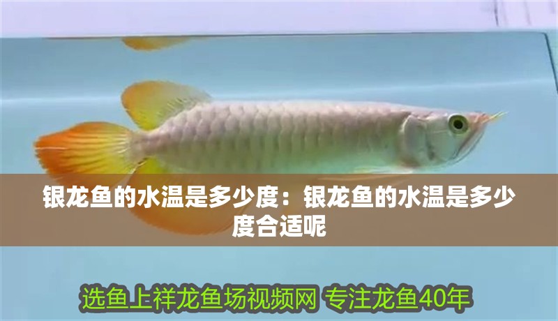銀龍魚的水溫是多少度:銀龍魚的水溫是多少度合適呢 水族問答 銀龍魚的水溫是多少度:銀龍魚的水溫是多少度合適呢 銀龍魚的水溫是多少度:銀龍魚的水溫是多少度合適呢 水族問答