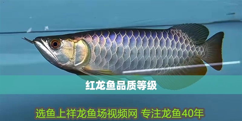 紅龍魚品質等級