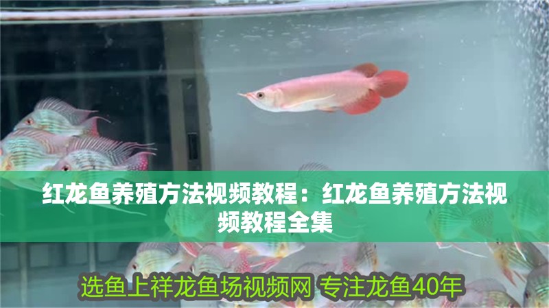 紅龍魚養殖方法視頻教程：紅龍魚養殖方法視頻教程全集