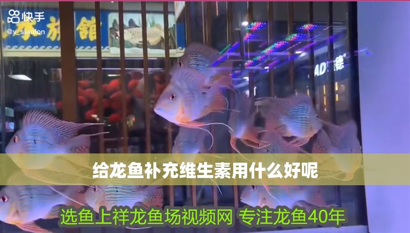 給龍魚補充維生素用什么好呢
