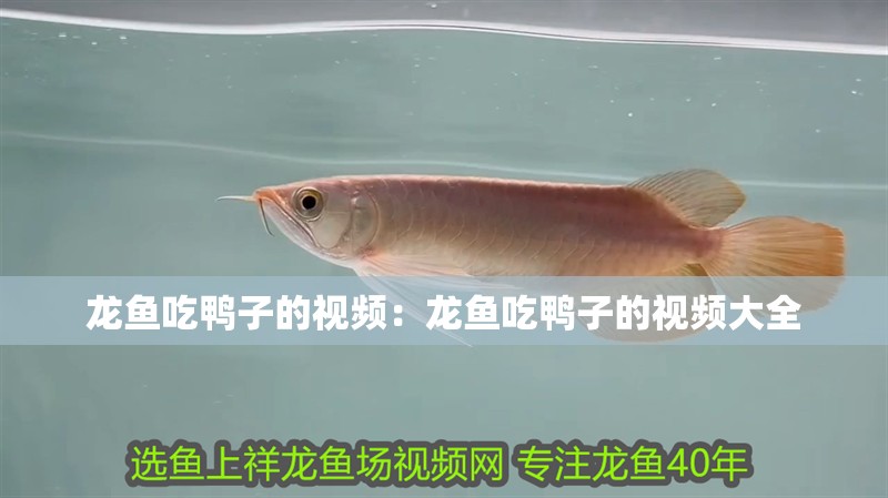 龍魚吃鴨子的視頻：龍魚吃鴨子的視頻大全