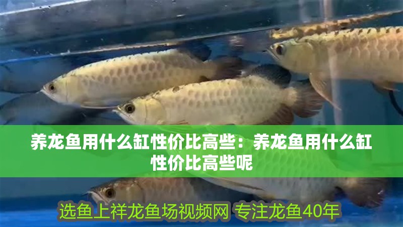 養(yǎng)龍魚用什么缸性價比高些：養(yǎng)龍魚用什么缸性價比高些呢