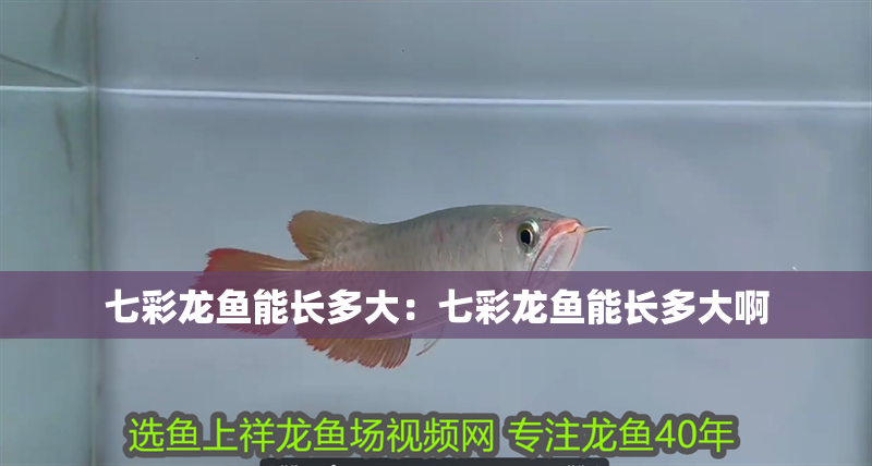 七彩龍魚能長多大：七彩龍魚能長多大啊