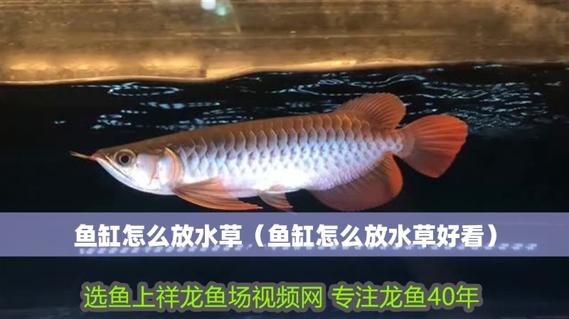 魚(yú)缸怎么放水草（魚(yú)缸怎么放水草好看）