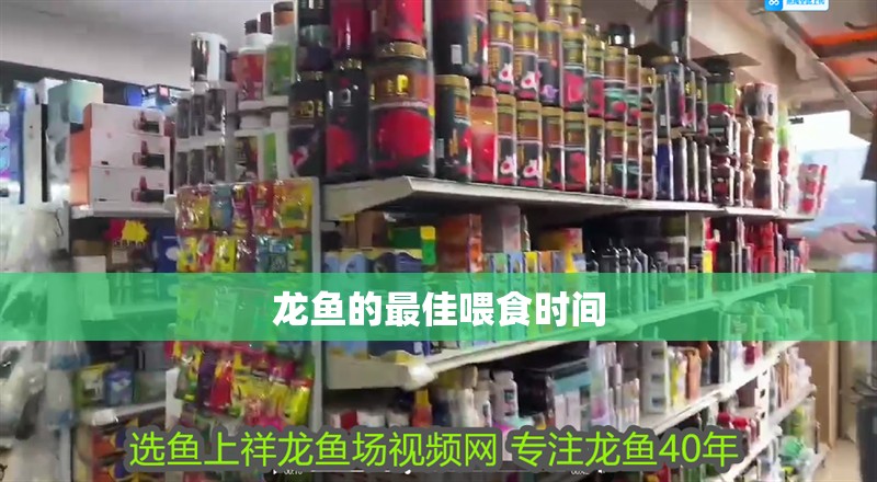 龍魚的最佳喂食時間 龍魚的最佳喂食時間 龍魚百科 第2張