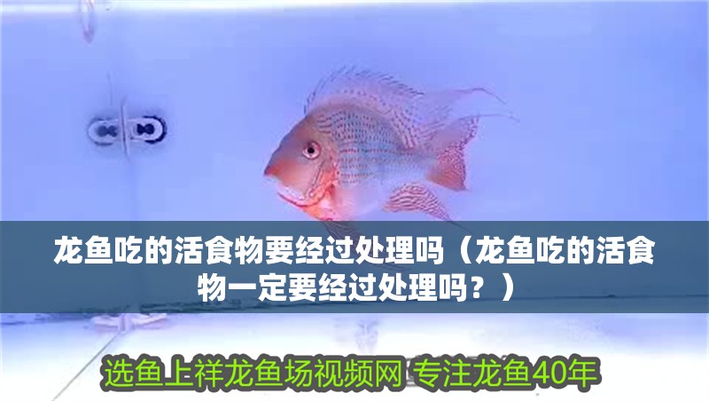 龍魚吃的活食物要經過處理嗎（龍魚吃的活食物一定要經過處理嗎？） 龍魚吃的活食物要經過處理嗎（龍魚吃的活食物一定要經過處理嗎？） 龍魚百科 第2張