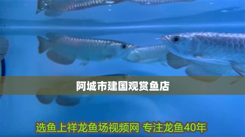 阿城市建國觀賞魚店 阿城市建國觀賞魚店 全國水族館企業名錄 第2張