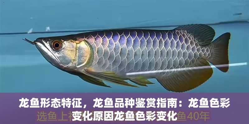 龍魚形態(tài)特征，龍魚品種鑒賞指南：龍魚色彩變化原因龍魚色彩變化