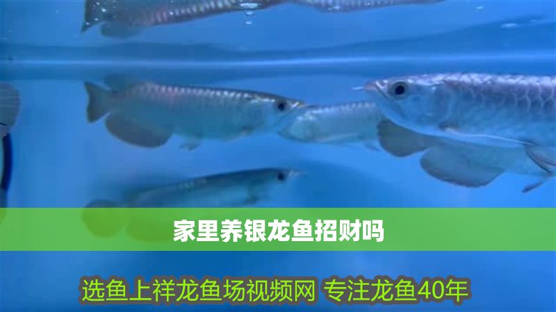 家里養銀龍魚招財嗎