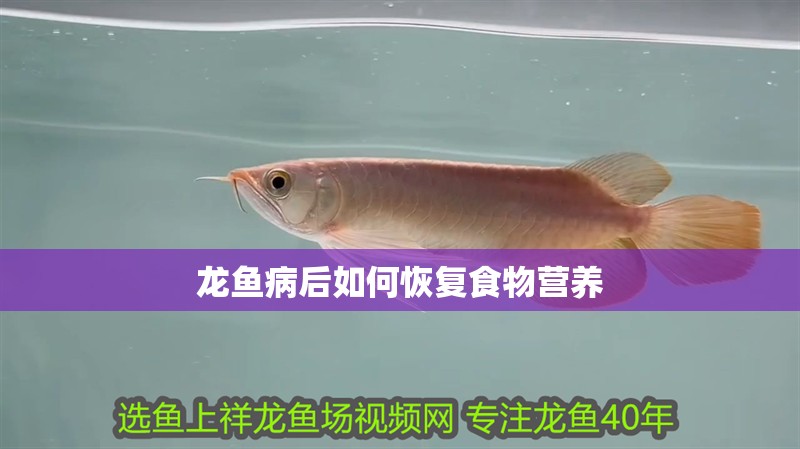 龍魚病后如何恢復食物營養