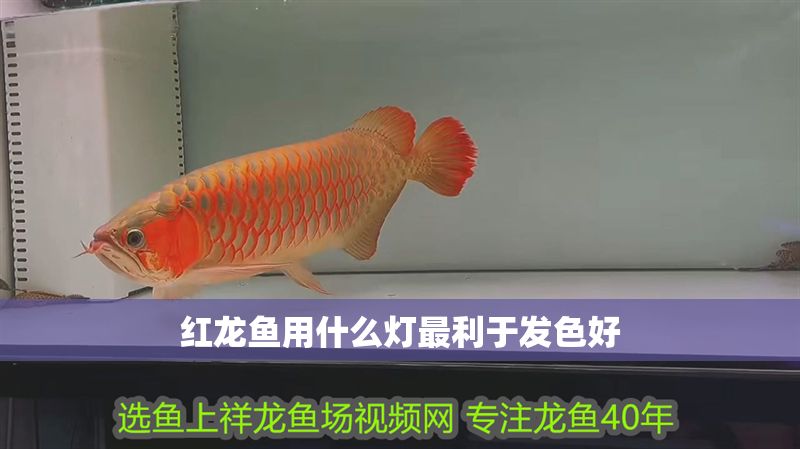 紅龍魚用什么燈最利于發色好