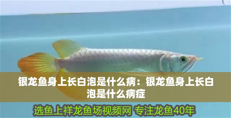 銀龍魚身上長(zhǎng)白泡是什么病：銀龍魚身上長(zhǎng)白泡是什么病癥