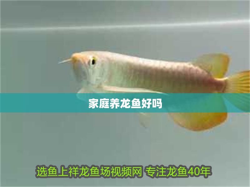家庭養(yǎng)龍魚好嗎