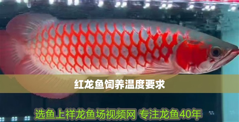 紅龍魚(yú)飼養(yǎng)溫度要求
