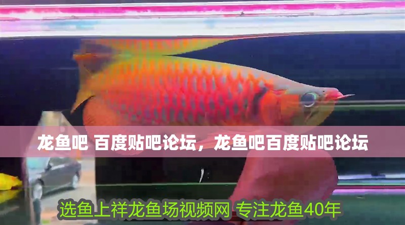 龍魚吧 百度貼吧論壇，龍魚吧百度貼吧論壇