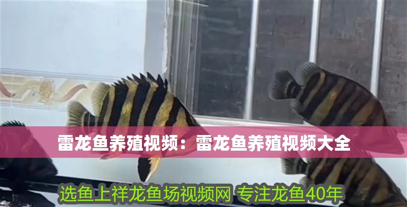 雷龍魚養(yǎng)殖視頻：雷龍魚養(yǎng)殖視頻大全