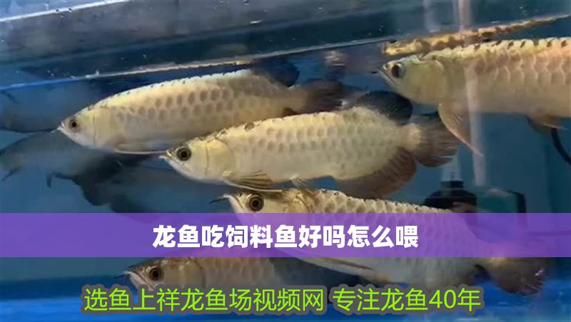 龍魚(yú)吃飼料魚(yú)好嗎怎么喂