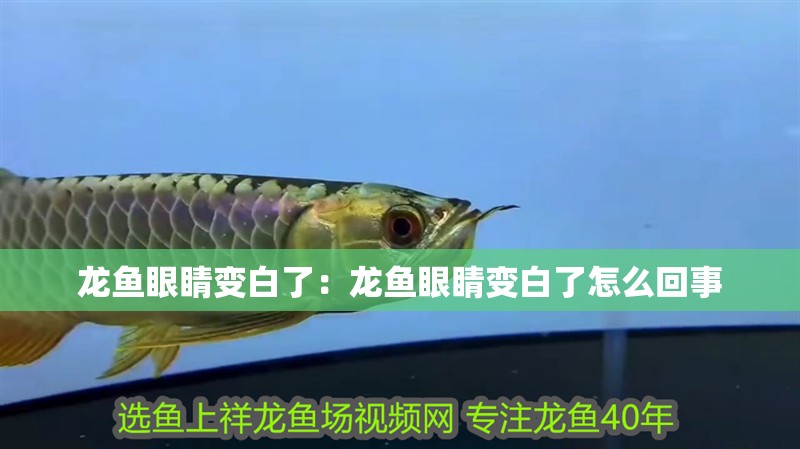 龍魚眼睛變白了：龍魚眼睛變白了怎么回事